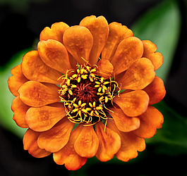 位圖 植物攝影 寫實(shí)花卉 花朵 數(shù)碼照片 免費(fèi)素材