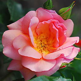 位圖 植物攝影 寫(xiě)實(shí)花卉 花朵 數(shù)碼照片 免費(fèi)素材