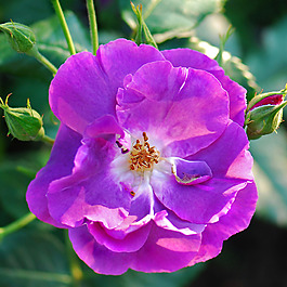位圖 植物攝影 寫實(shí)花卉 花朵 數(shù)碼照片 免費(fèi)素材