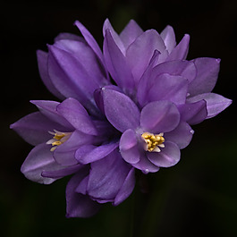 位圖 植物攝影 寫實(shí)花卉 花朵 數(shù)碼照片 免費(fèi)素材