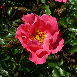 位圖 植物攝影 寫實(shí)花卉 花朵 數(shù)碼照片 免費(fèi)素材