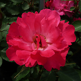 位圖 植物攝影 寫實(shí)花卉 花朵 數(shù)碼照片 免費(fèi)素材