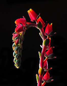 位圖 植物攝影 寫實(shí)花卉 花朵 數(shù)碼照片 免費(fèi)素材