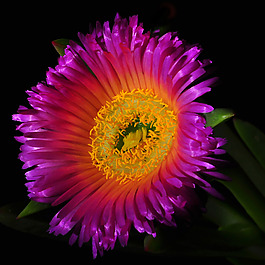 位圖 植物攝影 寫實花卉 花朵 菊花 免費素材
