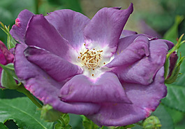 位圖 植物攝影 寫(xiě)實(shí)花卉 花朵 數(shù)碼照片 免費(fèi)素材