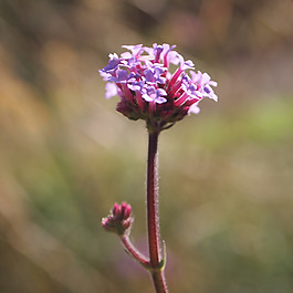位圖 植物攝影 寫實(shí)花卉 花朵 數(shù)碼照片 免費(fèi)素材