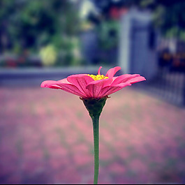 位圖 植物攝影 寫實(shí)花卉 花朵 數(shù)碼照片 免費(fèi)素材