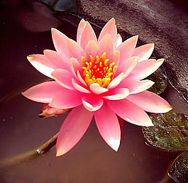 位圖 植物攝影 寫實(shí)花卉 花朵 蓮花 免費(fèi)素材