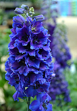 位圖 植物攝影 寫(xiě)實(shí)花卉 花朵 數(shù)碼照片 免費(fèi)素材