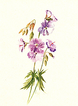位圖 植物 寫意花卉 花朵 免費素材