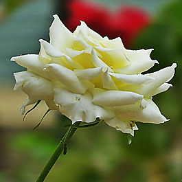 位圖 植物攝影 寫(xiě)實(shí)花卉 花朵 數(shù)碼照片 免費(fèi)素材