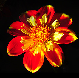 位圖 植物攝影 寫實(shí)花卉 花朵 數(shù)碼照片 免費(fèi)素材
