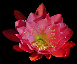 位圖 植物攝影 寫實(shí)花卉 花朵 蓮花 免費(fèi)素材