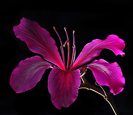 位圖 植物攝影 寫實(shí)花卉 花朵 數(shù)碼照片 免費(fèi)素材