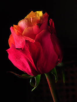 位圖 植物攝影 寫實(shí)花卉 花朵 數(shù)碼照片 免費(fèi)素材