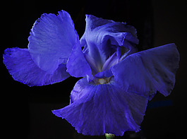 位圖 植物攝影 寫實(shí)花卉 花朵 數(shù)碼照片 免費(fèi)素材