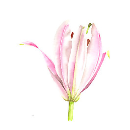 位圖 植物 寫(xiě)意花卉 花朵 百合 免費(fèi)素材