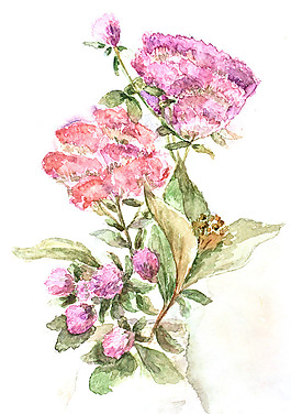位圖 植物 寫(xiě)意花卉 花朵 免費(fèi)素材