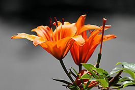 位圖 植物攝影 寫實(shí)花卉 花朵 數(shù)碼照片 免費(fèi)素材