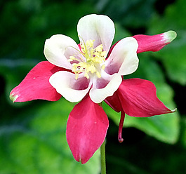 位圖 植物攝影 寫(xiě)實(shí)花卉 花朵 數(shù)碼照片 免費(fèi)素材
