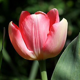 位圖 植物攝影 寫實(shí)花卉 花朵 郁金香 免費(fèi)素材
