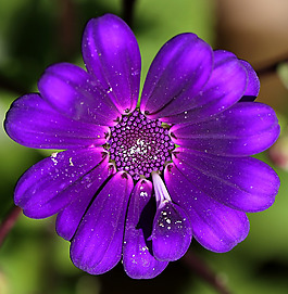 位圖 植物攝影 寫實(shí)花卉 花朵 數(shù)碼照片 免費(fèi)素材
