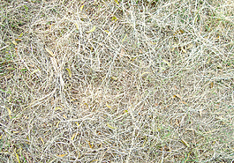 dry_grasses