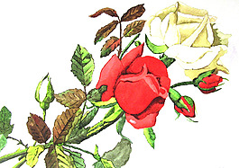 位圖 植物 寫意花卉 花朵 玫瑰 免費(fèi)素材