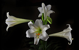 位圖 植物攝影 寫(xiě)實(shí)花卉 花朵 百合 免費(fèi)素材