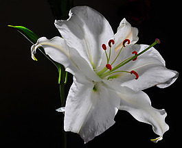 位圖 植物攝影 寫實(shí)花卉 花朵 百合 免費(fèi)素材