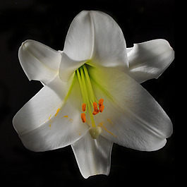 位圖 植物攝影 寫實(shí)花卉 花朵 百合 免費(fèi)素材