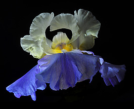 位圖 植物攝影 寫實(shí)花卉 花朵 鳶尾 免費(fèi)素材
