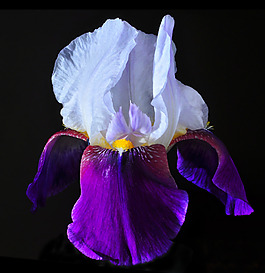 位圖 植物攝影 寫實(shí)花卉 花朵 鳶尾 免費(fèi)素材