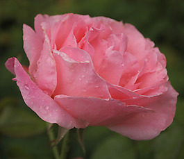 位圖 植物攝影 寫實(shí)花卉 花朵 數(shù)碼照片 免費(fèi)素材