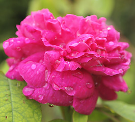 位圖 植物攝影 寫(xiě)實(shí)花卉 花朵 數(shù)碼照片 免費(fèi)素材