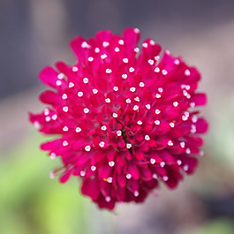 位圖 植物攝影 寫實(shí)花卉 花朵 數(shù)碼照片 免費(fèi)素材