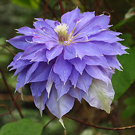 位圖 植物攝影 寫實花卉 花朵 數(shù)碼照片 免費素材
