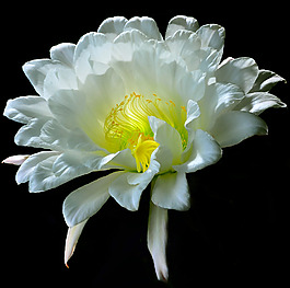 位圖 植物攝影 寫實(shí)花卉 花朵 數(shù)碼照片 免費(fèi)素材