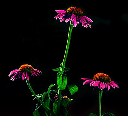 位圖 植物攝影 寫實(shí)花卉 花朵 菊花 免費(fèi)素材
