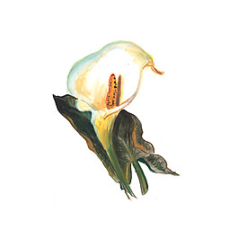 位圖 植物 寫(xiě)意花卉 花朵 馬蹄蓮 免費(fèi)素材