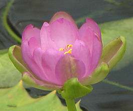 位圖 植物攝影 寫實花卉 花朵 蓮花 免費素材
