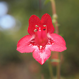 位圖 植物攝影 寫實(shí)花卉 花朵 數(shù)碼照片 免費(fèi)素材