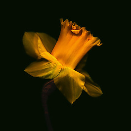 位圖 植物攝影 寫實(shí)花卉 花朵 數(shù)碼照片 免費(fèi)素材