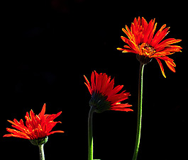 位圖 植物攝影 寫(xiě)實(shí)花卉 花朵 菊花 免費(fèi)素材