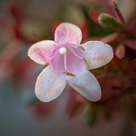位圖 植物攝影 寫實(shí)花卉 花朵 數(shù)碼照片 免費(fèi)素材