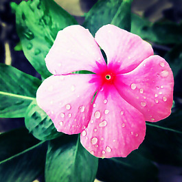 位圖 植物攝影 寫實(shí)花卉 花朵 數(shù)碼照片 免費(fèi)素材
