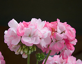 位圖 植物攝影 寫實(shí)花卉 花朵 數(shù)碼照片 免費(fèi)素材