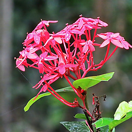 位圖 植物攝影 寫實(shí)花卉 花朵 數(shù)碼照片 免費(fèi)素材