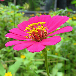 位圖 植物攝影 寫實(shí)花卉 花朵 數(shù)碼照片 免費(fèi)素材