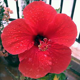位圖 植物攝影 寫實花卉 花朵 數碼照片 免費素材